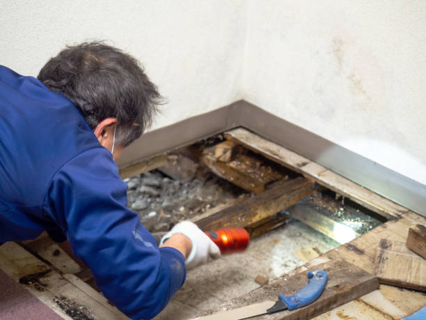 Best Commercial Mold Remediation in Channahon, IL