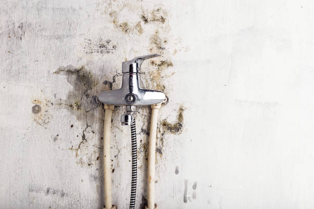 Best Mold Testing and Inspection Services in Channahon, IL