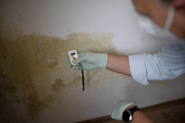 Best Black Mold Remediation in Channahon, IL