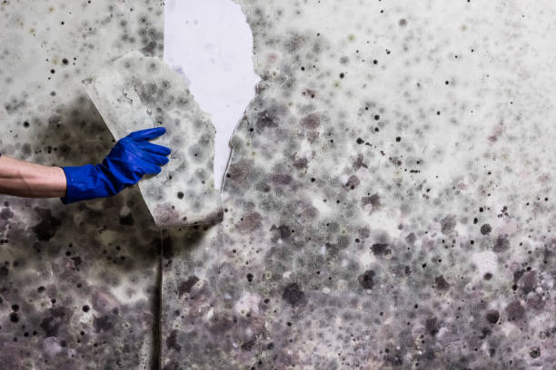 Best Industrial Mold Remediation in Channahon, IL