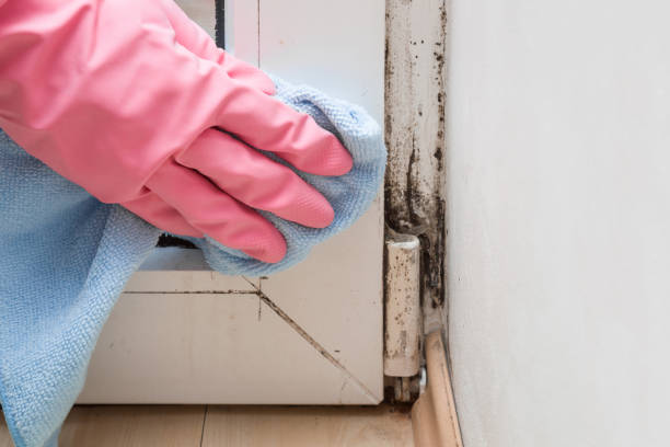 Best Kitchen Mold Remediation in Channahon, IL