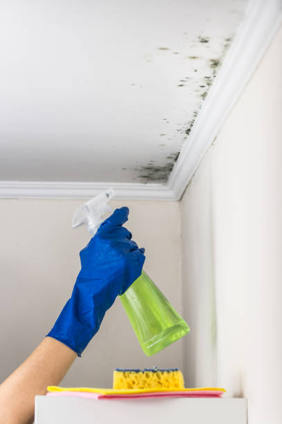 Best Residential Mold Remediation in Channahon, IL