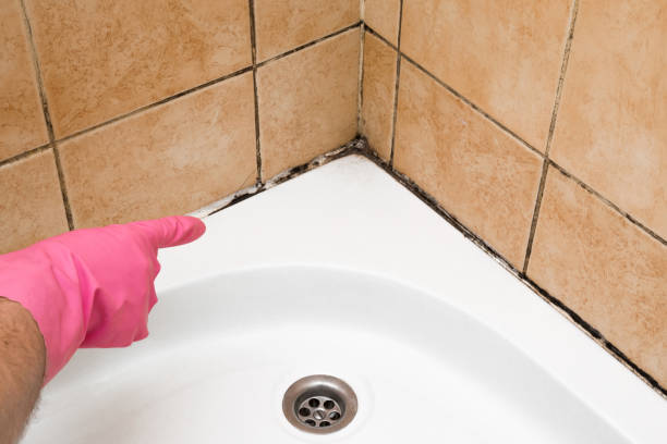 Best Mold Remediation for Schools in Channahon, IL